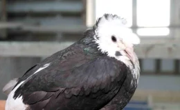 Bayburt Güvercini: Türk Fısıldayıcısı