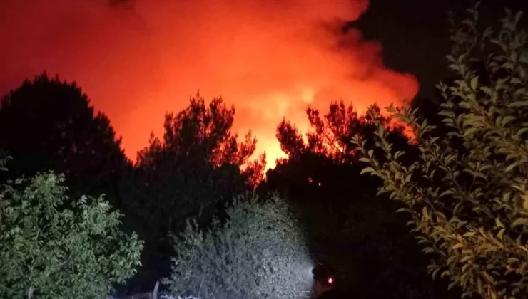 İzmir’in Karşıyaka ilçesinde orman yangını çıktı