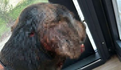 Muğla’da sokak köpeği tabancayla vuruldu