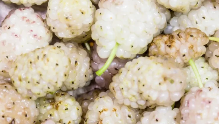 Bir avuç dutun 9 mucizevi faydası! Şifa deposu dutun faydaları sizi çok şaşırtacak!