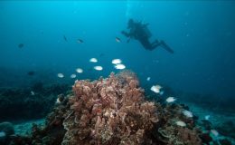 Okyanus sularının ısınması, güneydeki balık türlerini kuzeye göç ettiriyor